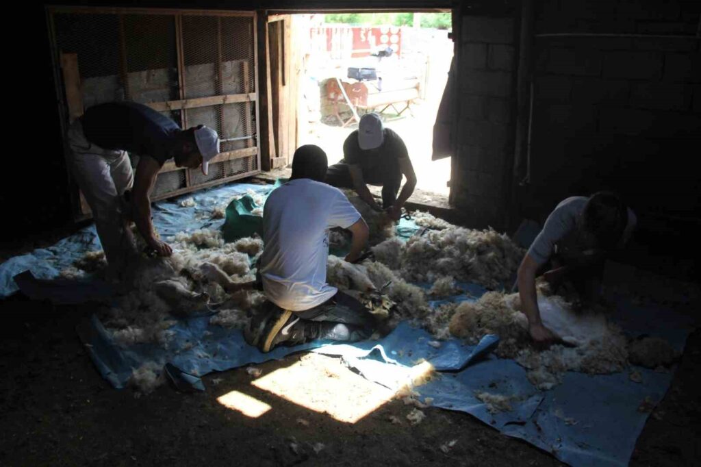 It’s time to shear the sheep in the highlands