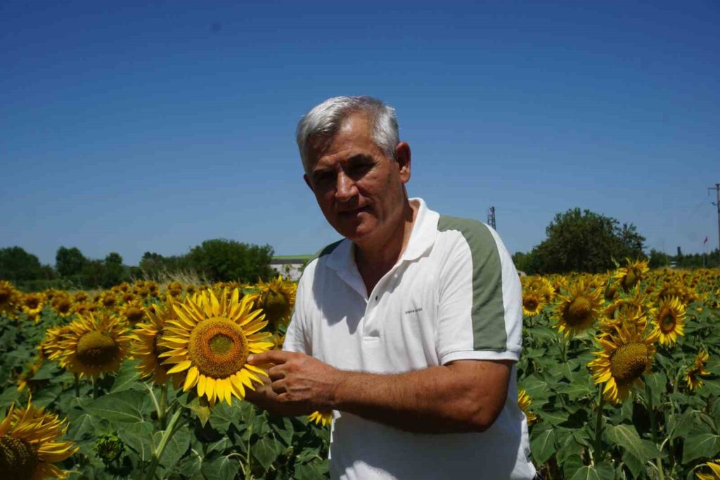 Late-planted sunflower in Thrace under drought stress