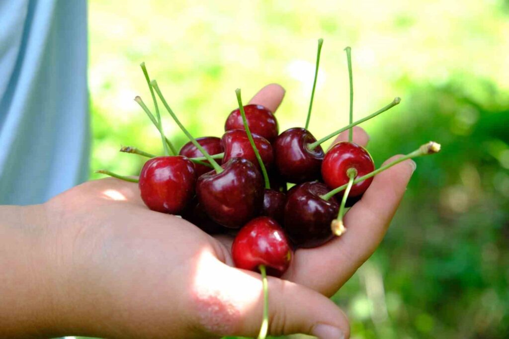 Protect cherry and sour cherry from flies!