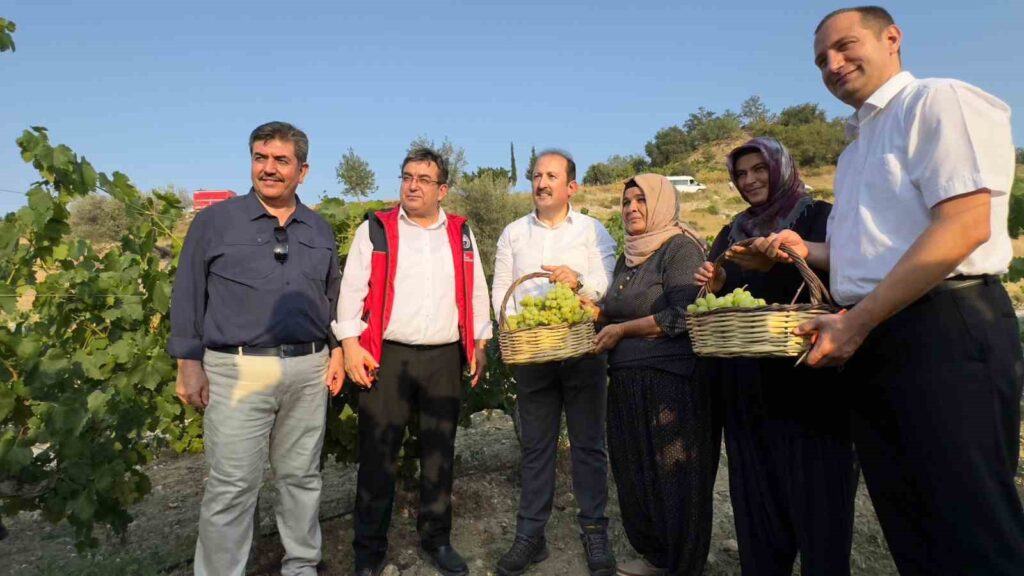 The governor picked grapes in the vineyard