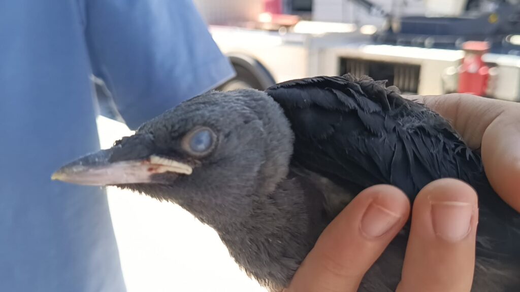 The rescued baby birds are clinging to life with it