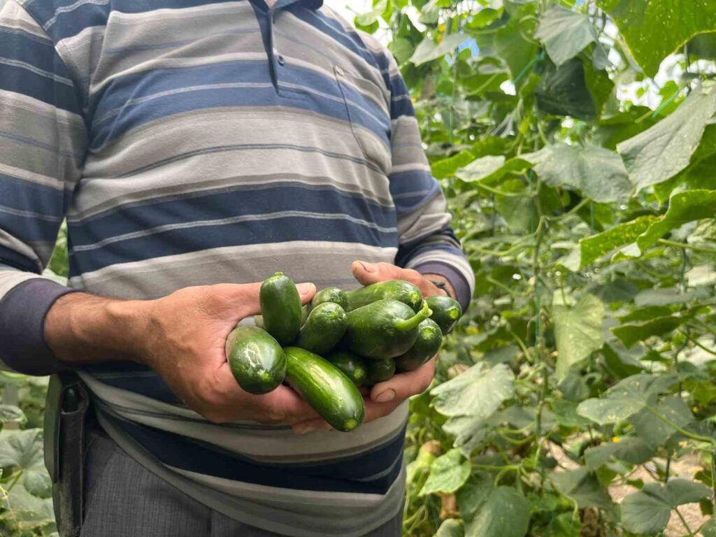 Cucumber and zucchini prices in Eskişehir have reached a level that satisfies the producers.