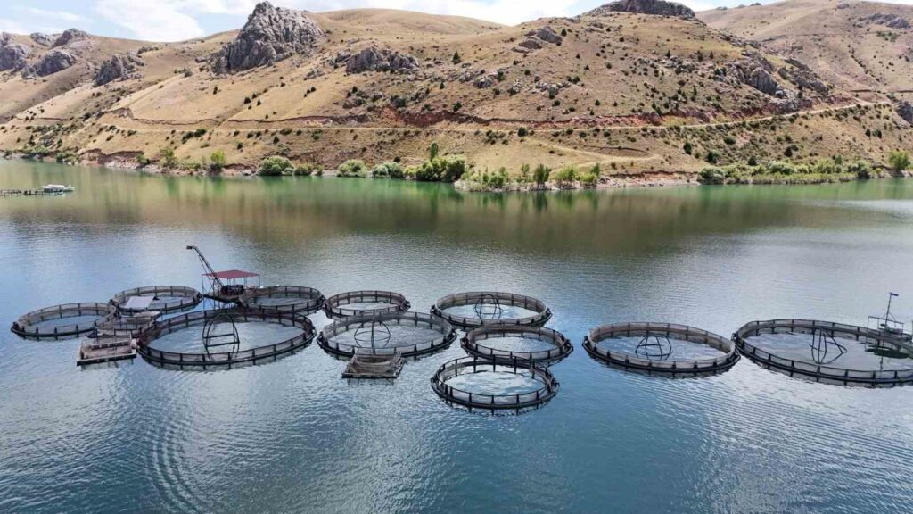 Fish produced in Erzincan, which has no sea, are being shipped to Trabzon and Elazığ