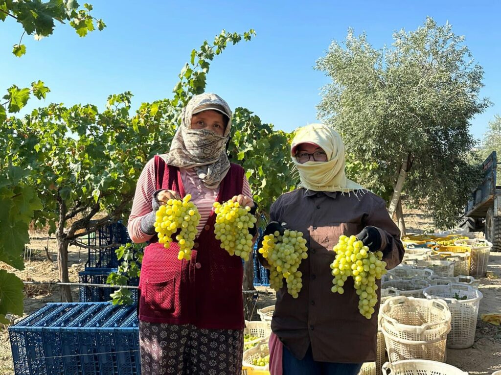 Harvest has started early for grapes in Manisa.