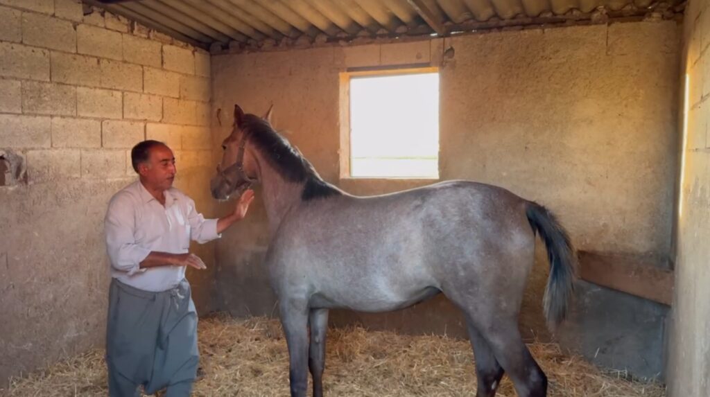 Million-dollar Arabian and English racehorses are being raised in Şanlıurfa.