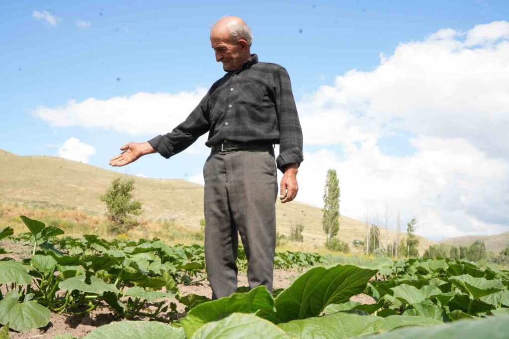 Organic pumpkins from ancestral seeds were brought together with the soil.