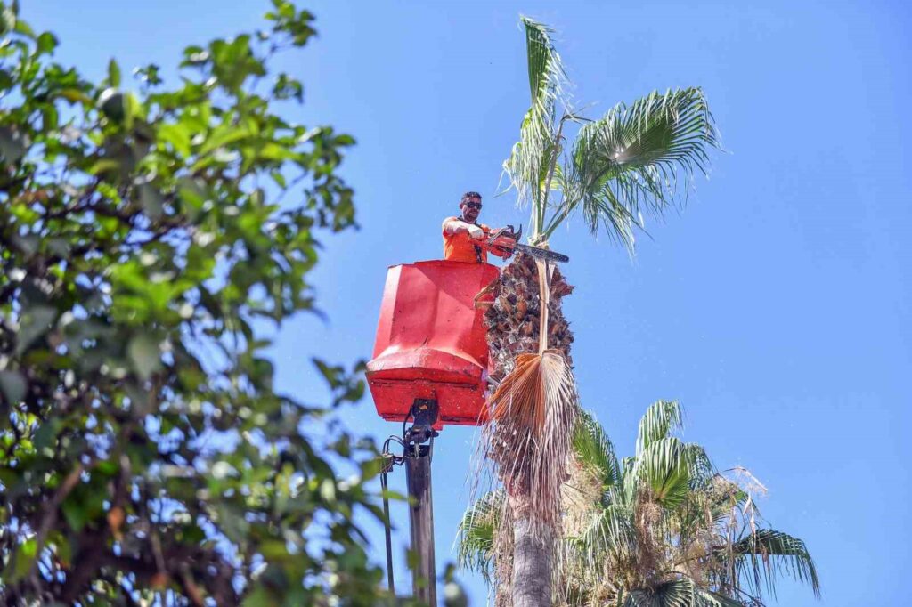 Palm trees are being pruned in Mersin