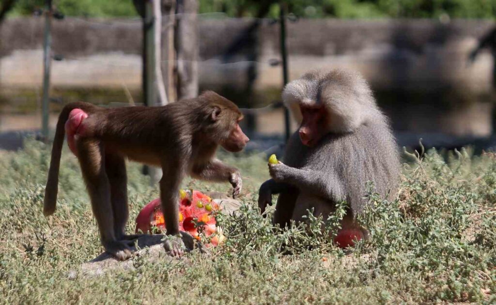 (Special) Ice Cream Surprise for Monkeys