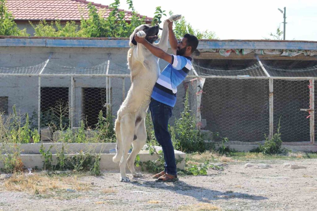 The Aksaray Malaklı, renowned for its large size, exceeds human height.