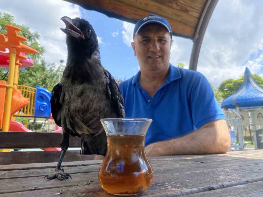 The crow doesn’t drink anything other than Rize tea.