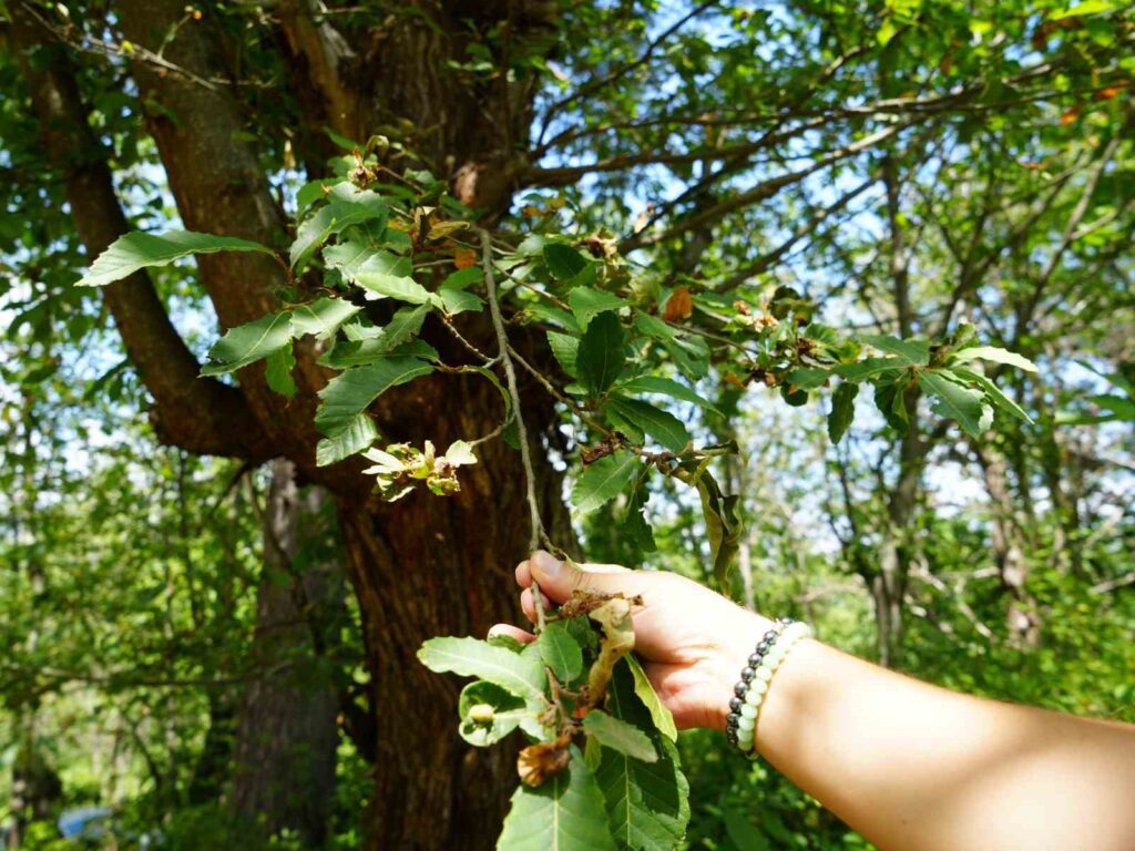 The fight continues in the 17,000-hectare chestnut forests