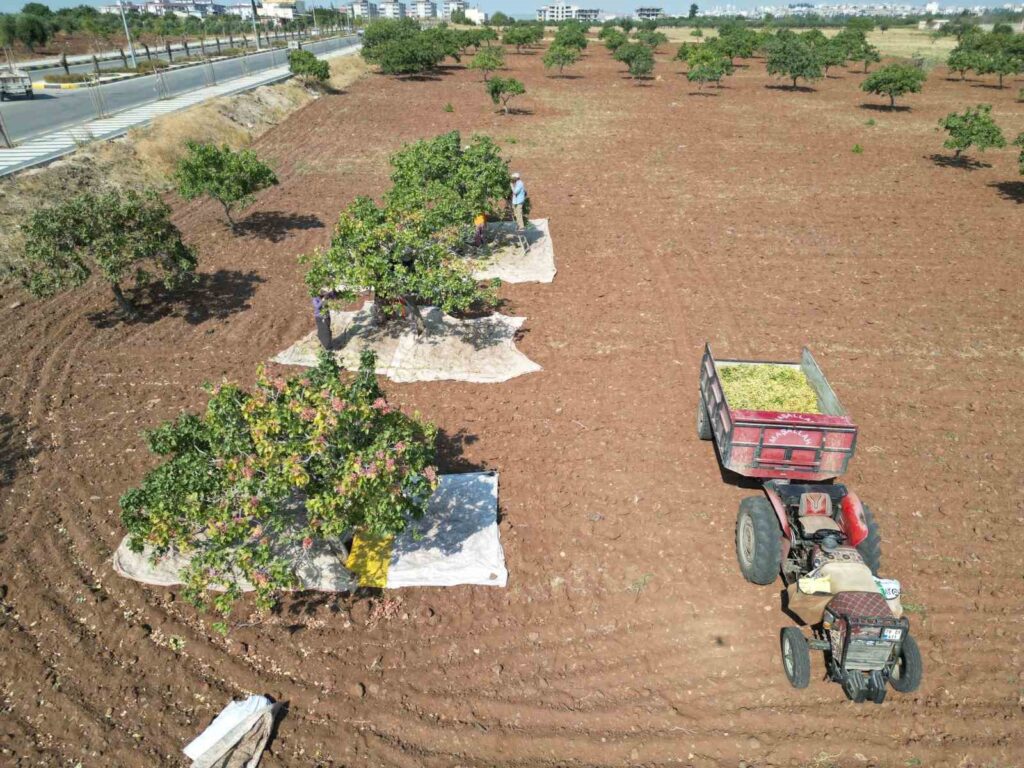 The harvest of the brown pistachio, whose price competes with gold in Kilis, has begun