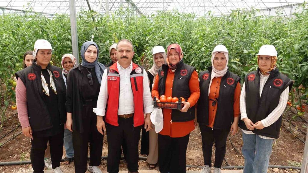 The touch of a woman’s hand has reached the greenhouses in Gaziantep.