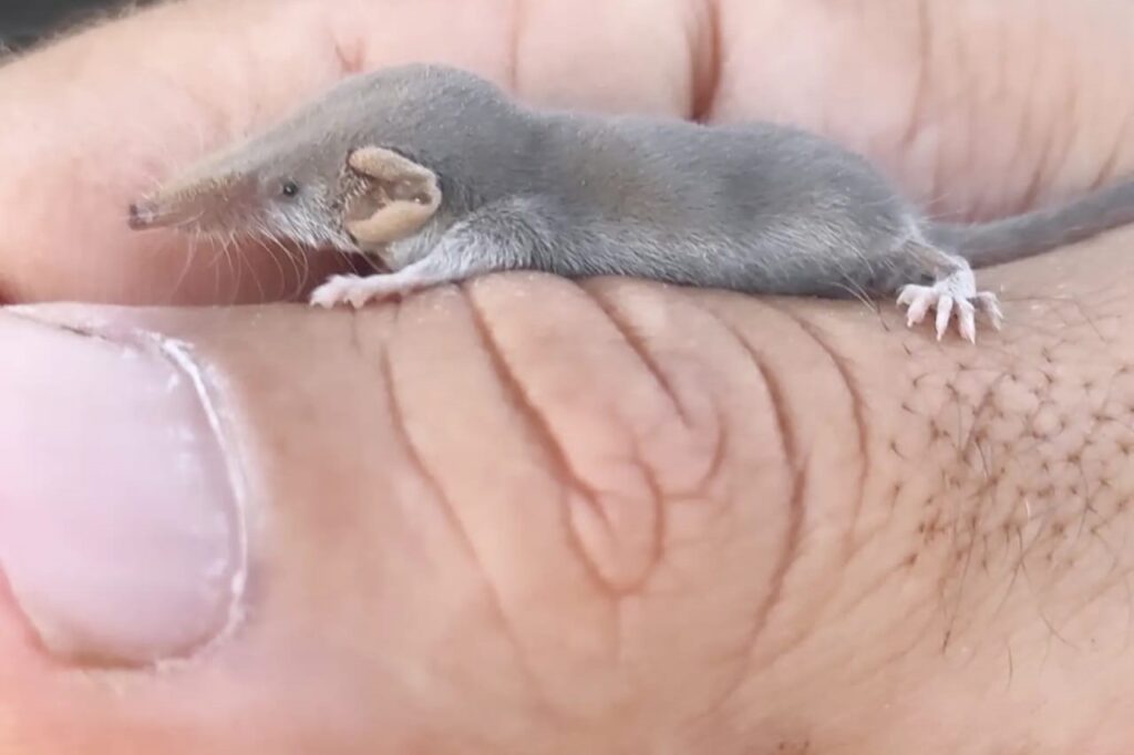 The world’s smallest mammal has been spotted in Diyarbakır