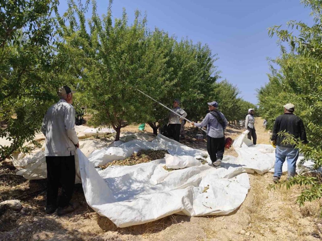 Almond harvest has begun in Adıyaman.