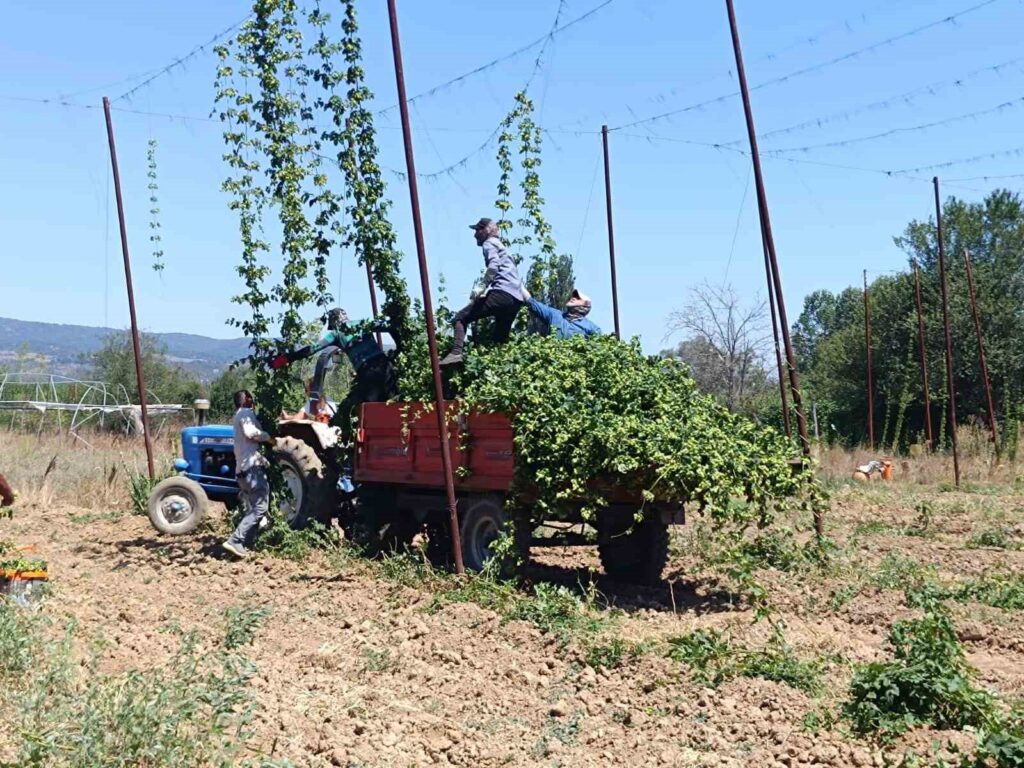 Harvest time for the industrial plant that only grows in Bilecik, Turkey.