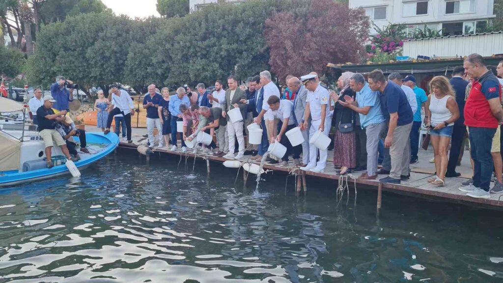 The fishing season has opened in Bodrum: 40,000 baby sea bass have been released into the sea.