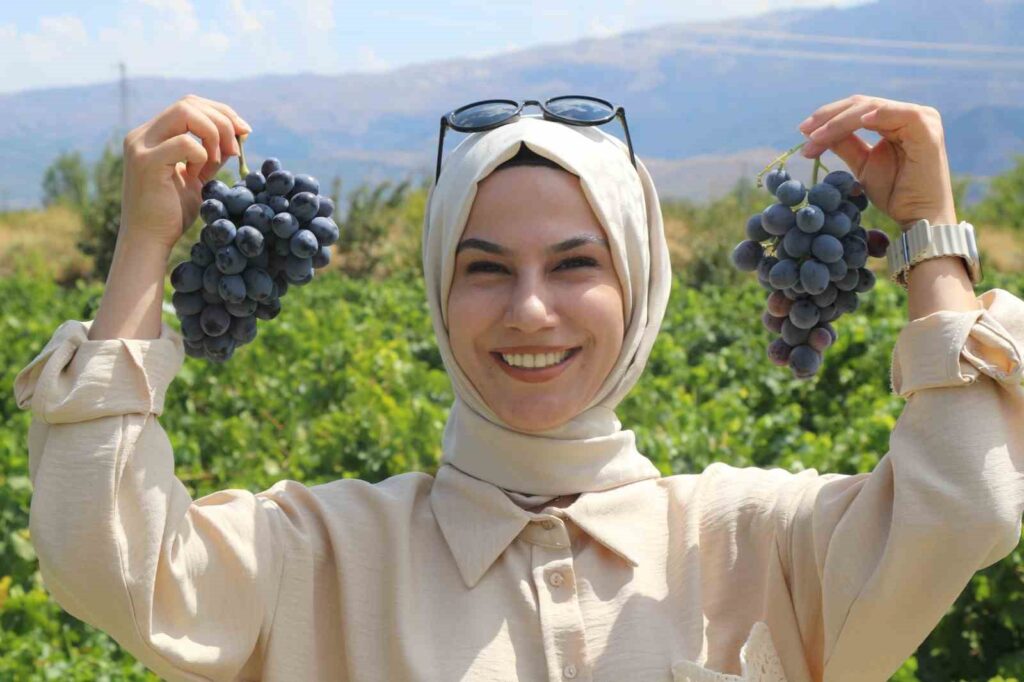 The registered Cimin grape of Erzincan has become a competitor to the world-famous grape of Italy.