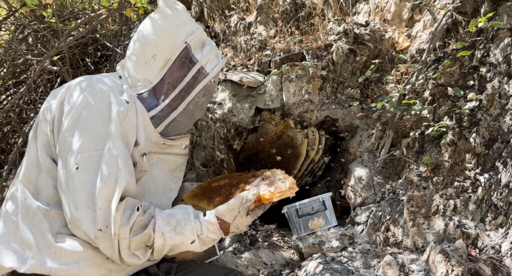 12 years ago, he discovered rock honey on Mount Cilo and is selling it for 3,000 TL per kilogram.