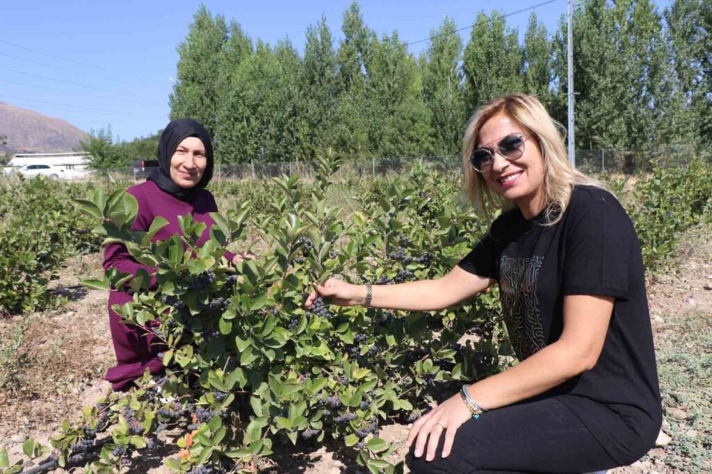 A female agricultural engineer who established a “super fruit” orchard in Erzincan experienced the excitement of the “first harvest”.