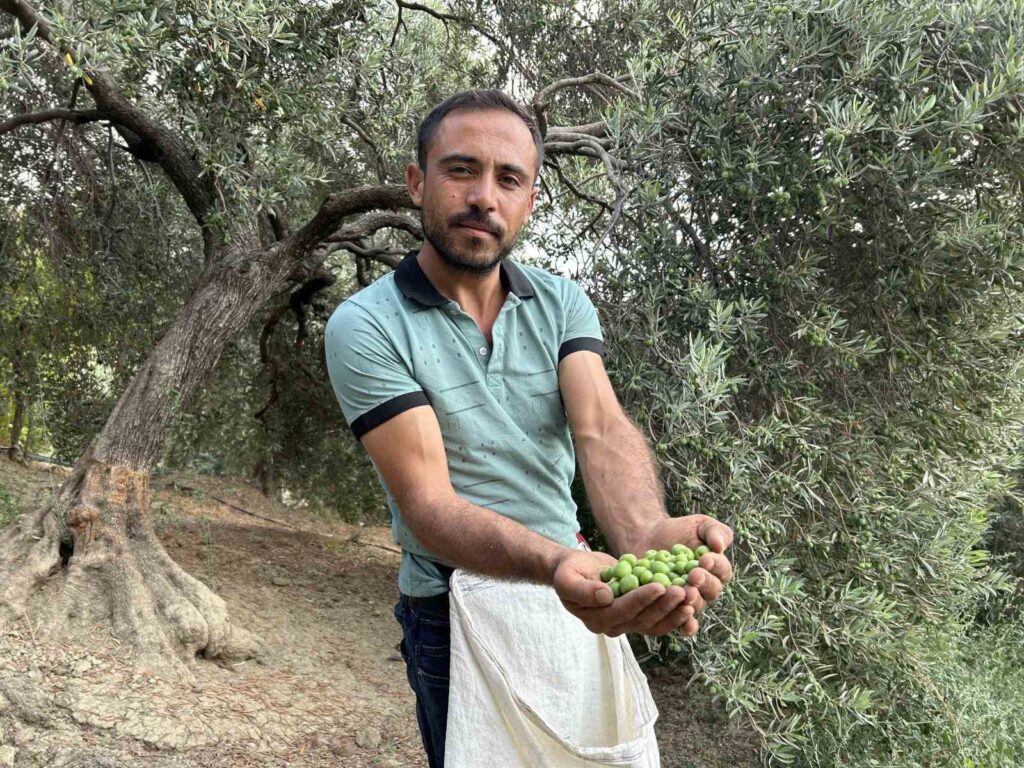 A pleasing harvest in the earthquake zone; table olives are being sold at a price of 70 TL per kilogram.