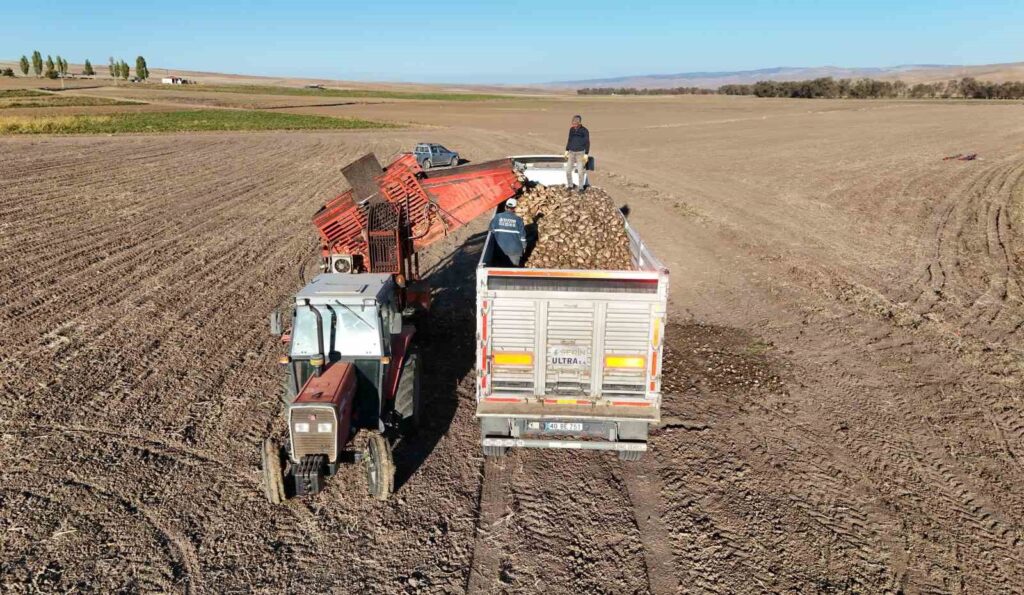 Due to drought, the yield of sugar beets has decreased.