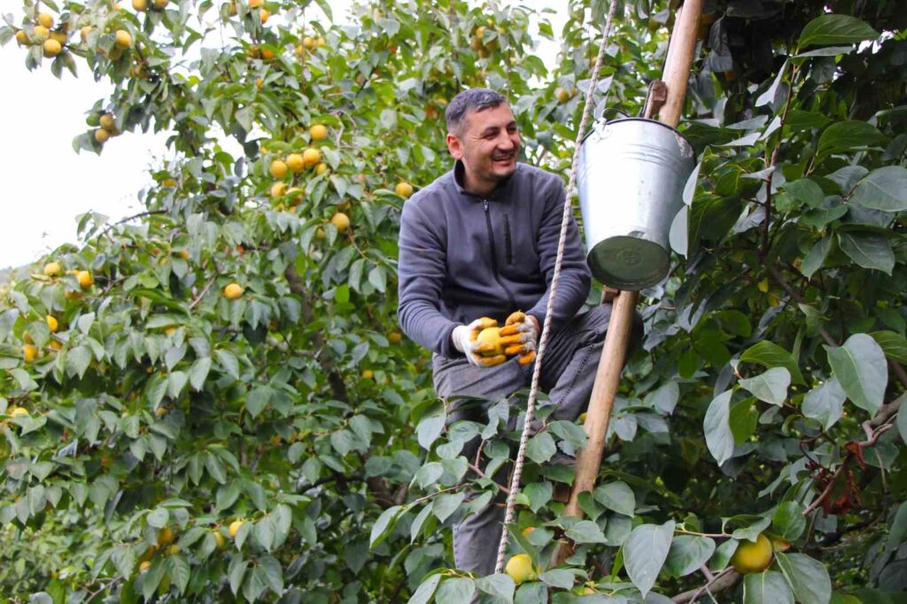 In the village of Çiğdemlik, all the trees are ‘yellow gold’: The price per kilogram is 250 TL.