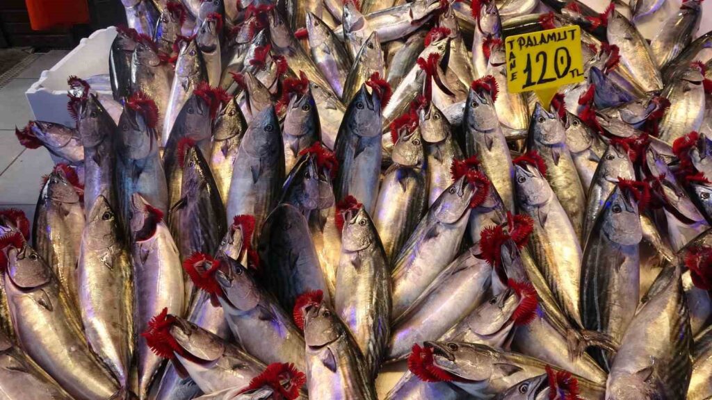 It snowed in the plateaus, a storm broke out at sea, and the price of mackerel increased.