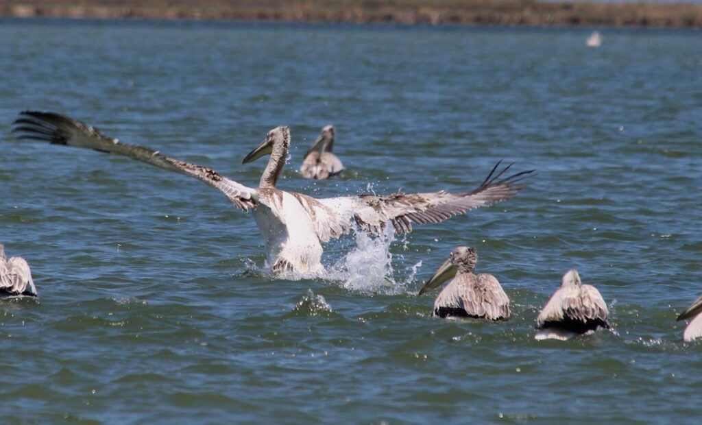 EKODOS drew attention to the chance of Azap Lake, highlighting the crested pelicans.