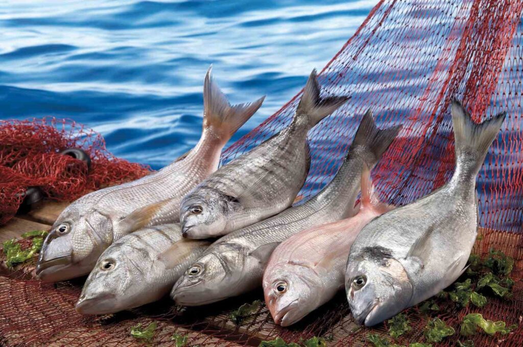 Muğla exported 104.5 million dollars in October.