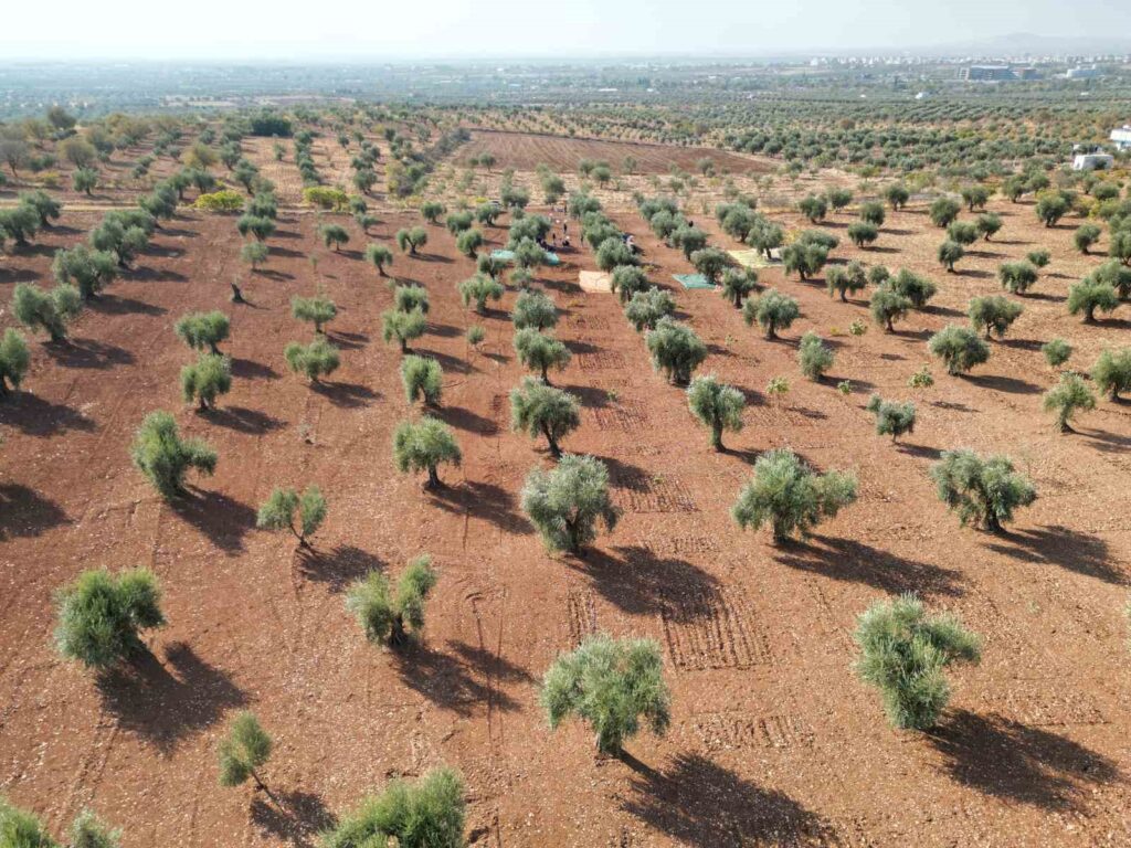 Olive harvesting has begun in Kilis.
