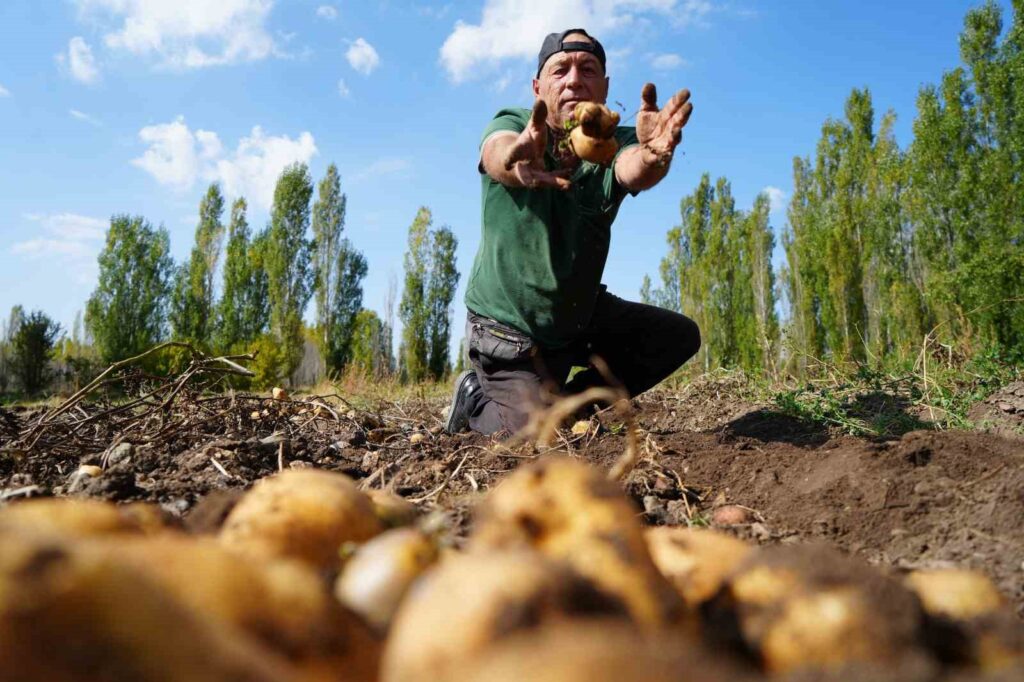 The high yield of potatoes made farmers sing folk songs.